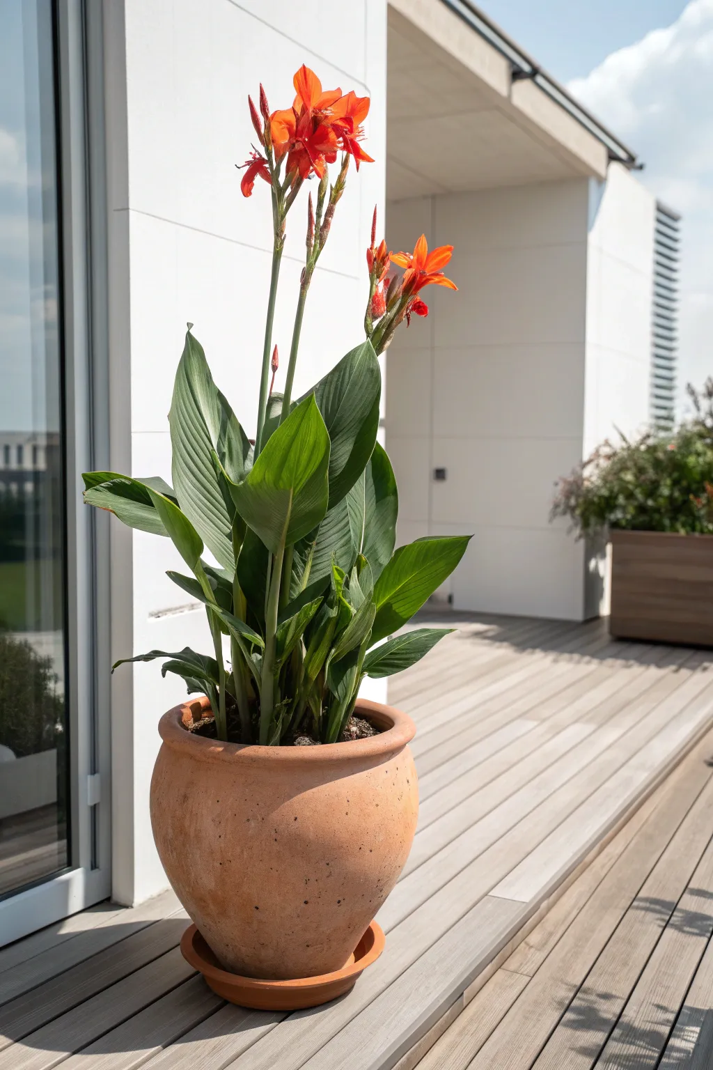 Transform your patio with a stunning canna lily centerpiece, where bold beauty meets minimalist elegance.