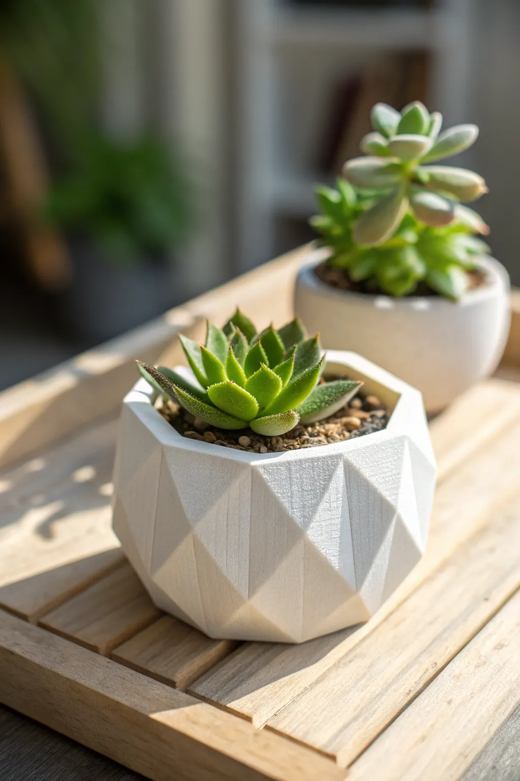 Elevate your space with these charming miniature succulent planters—where simplicity meets natural elegance.