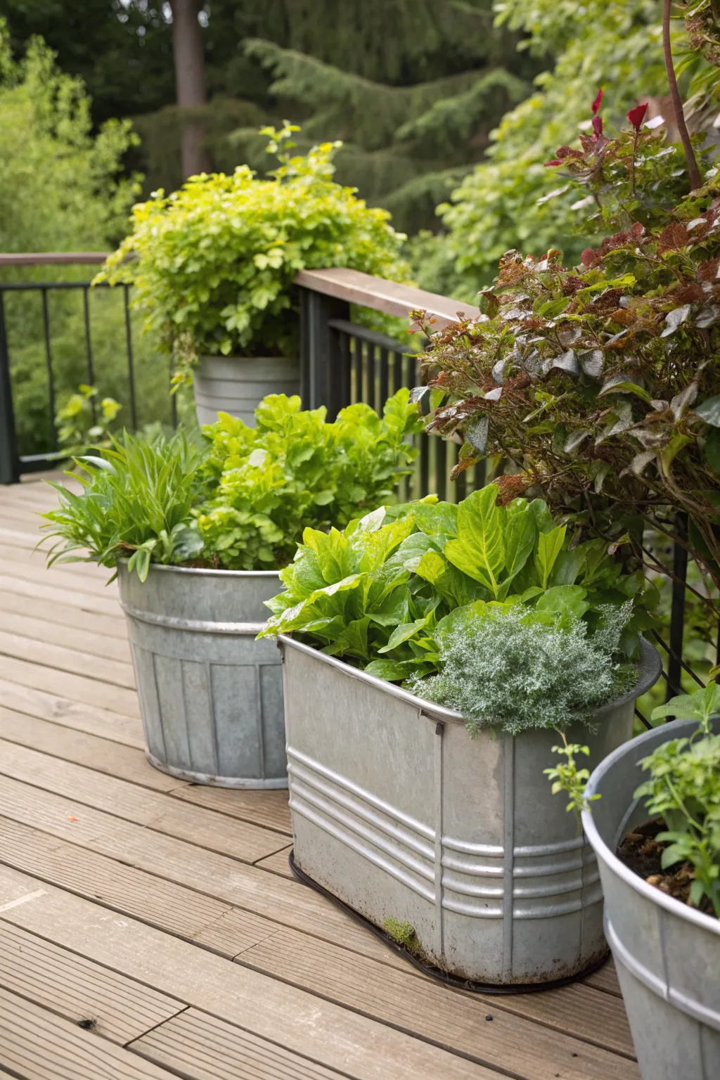 Add a rustic touch to your garden with galvanized planters.