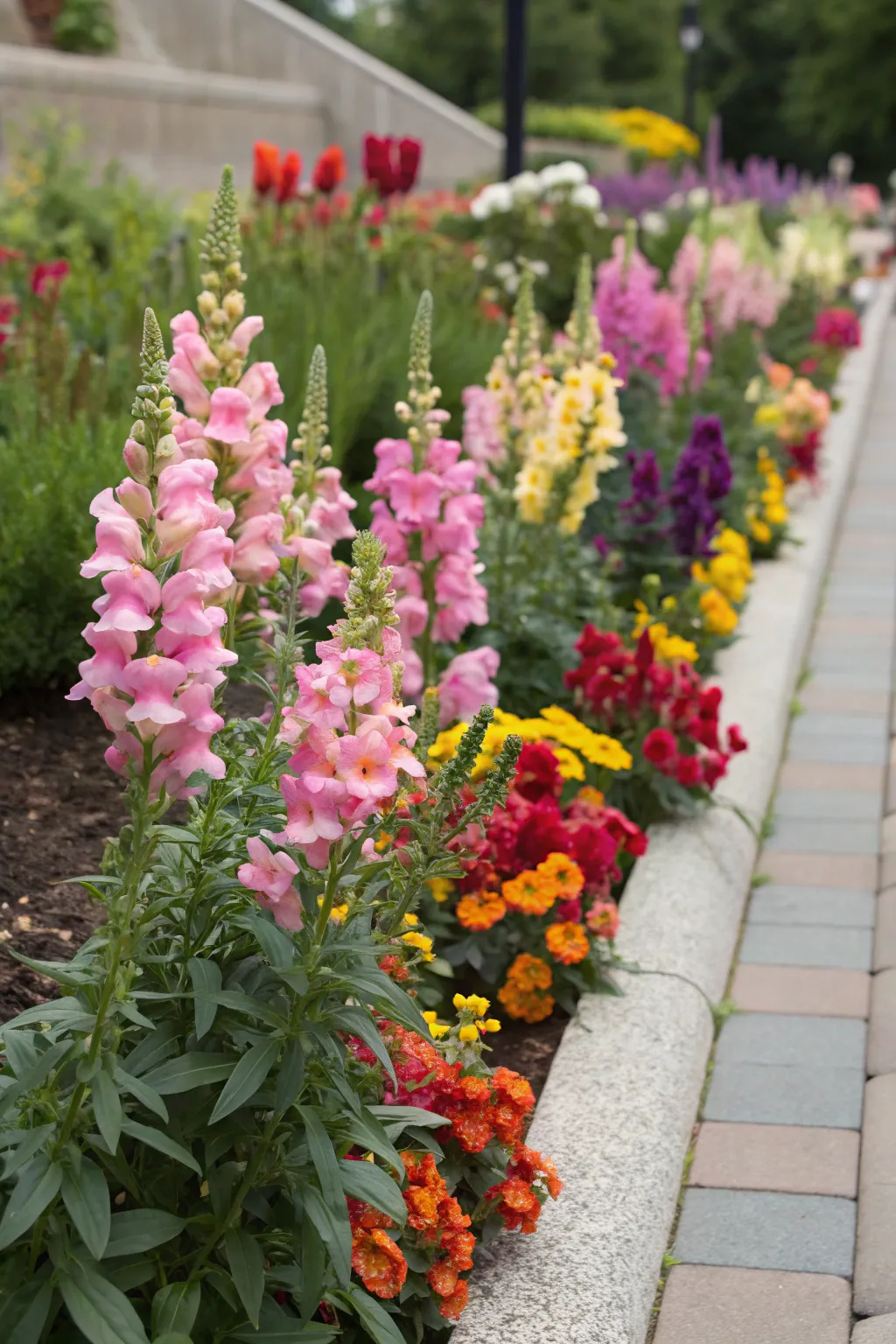 Mixing snapdragons with other annuals creates a lively garden display.