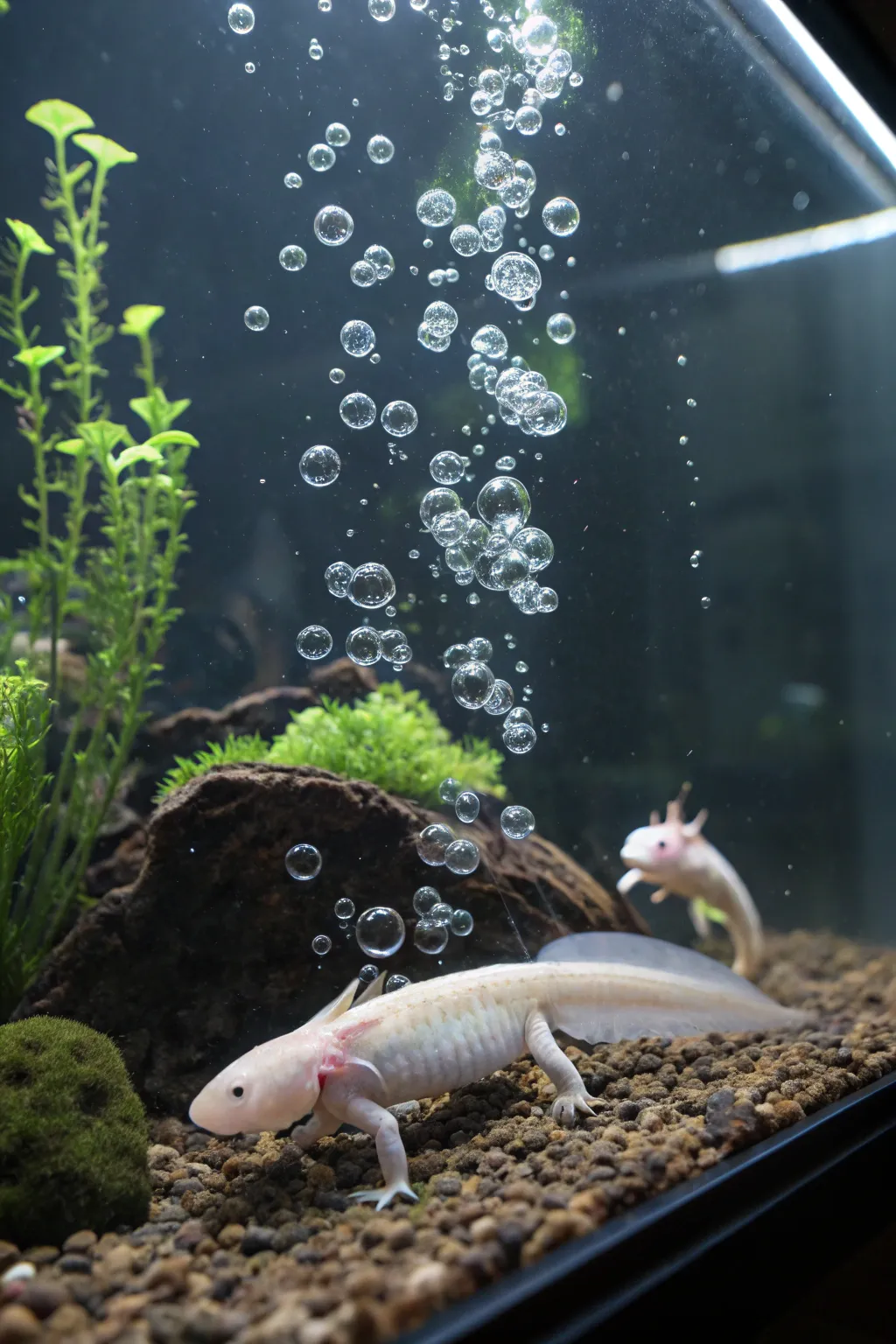 Bubbles add movement and fun to your axolotl's environment.