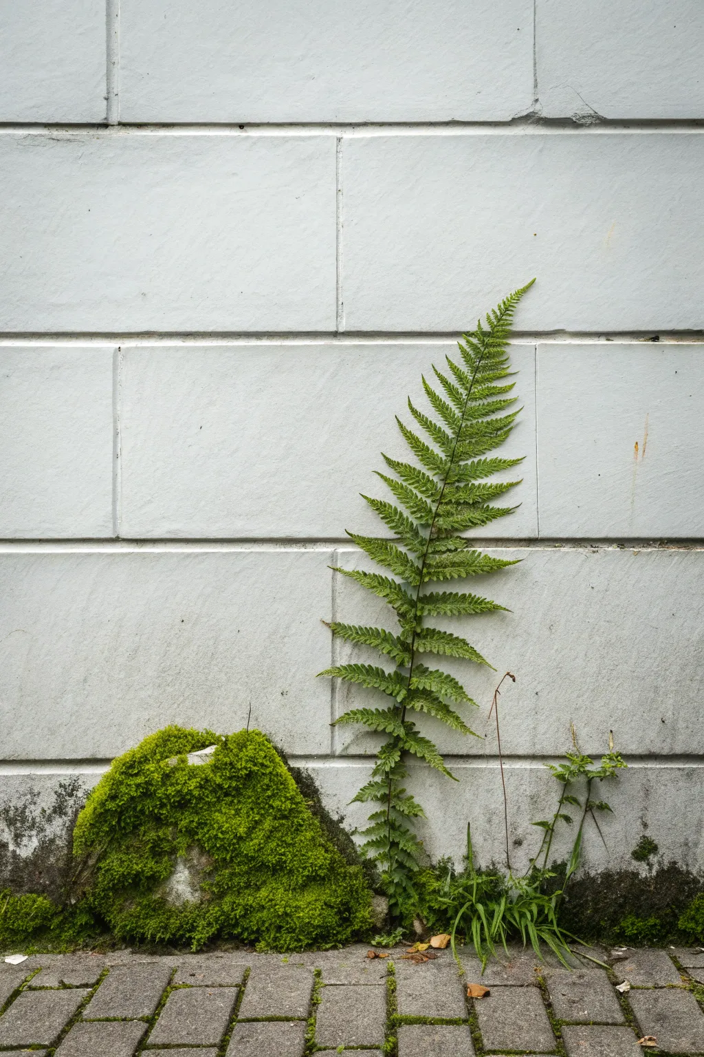 Watch your creativity flourish with sustainable moss graffiti art.
