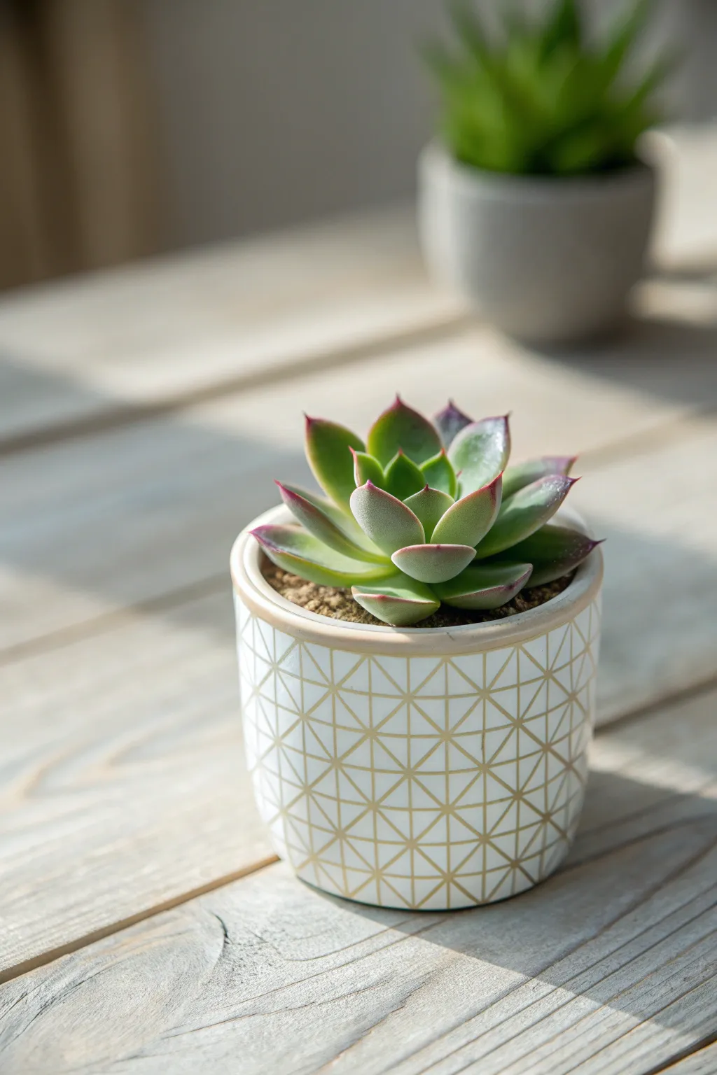 Add a touch of natural beauty to your party with charming miniature succulents.