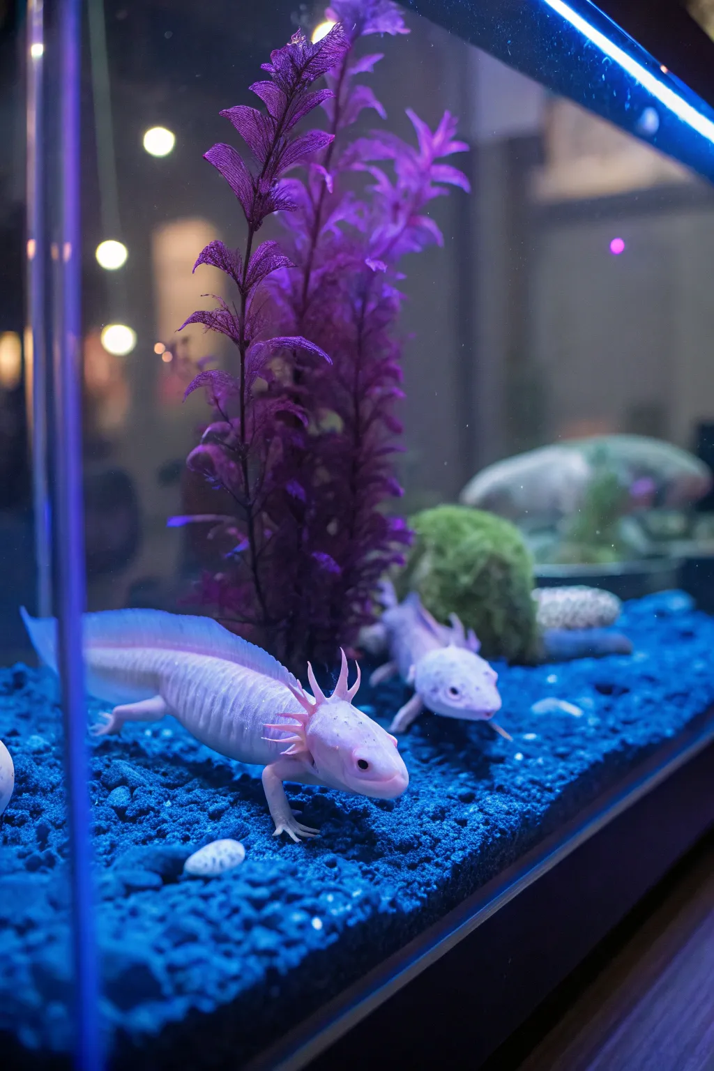 Themed lighting transforms your tank into a magical underwater world.