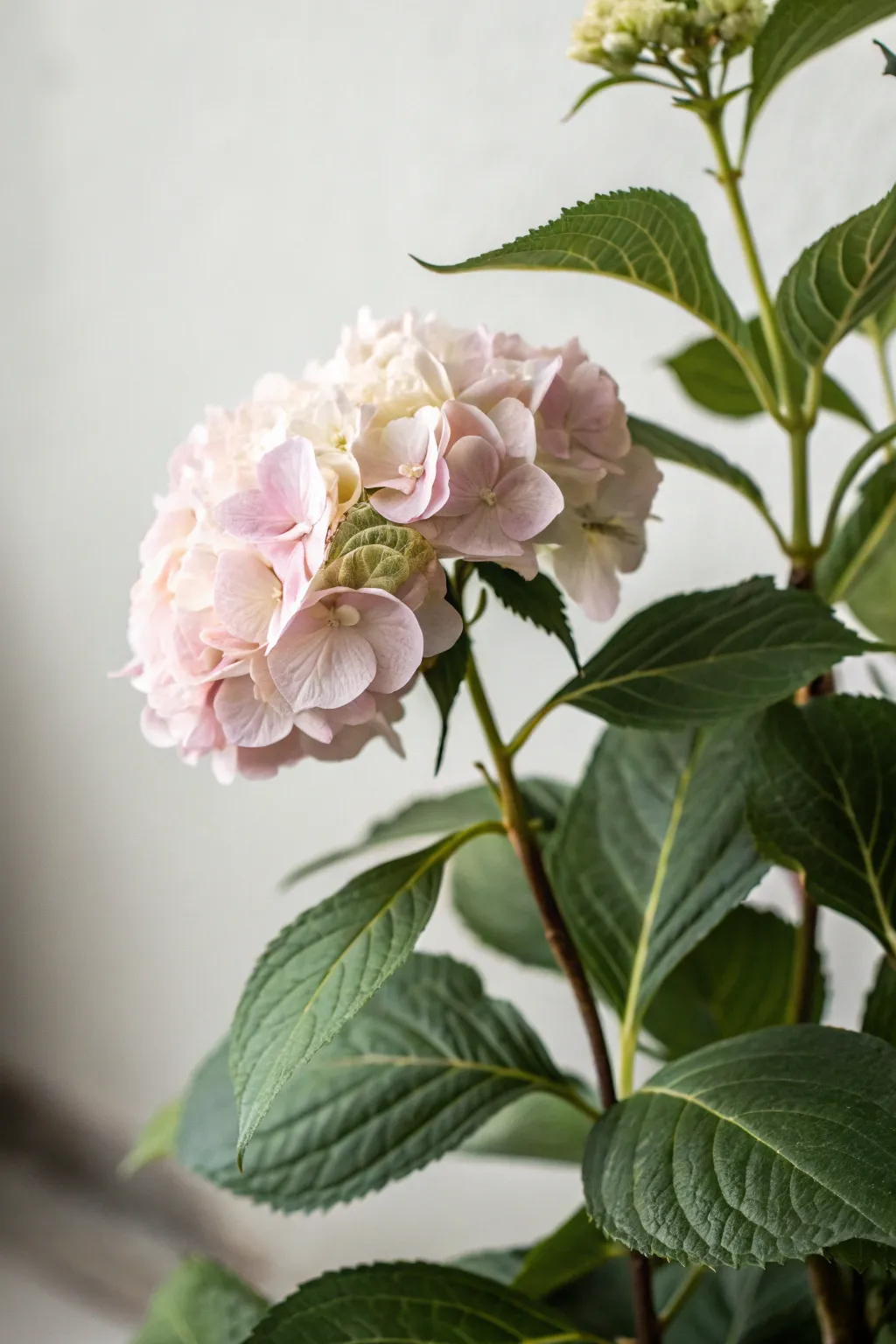Embrace tranquility with the soft allure of nature's delicate blooms.