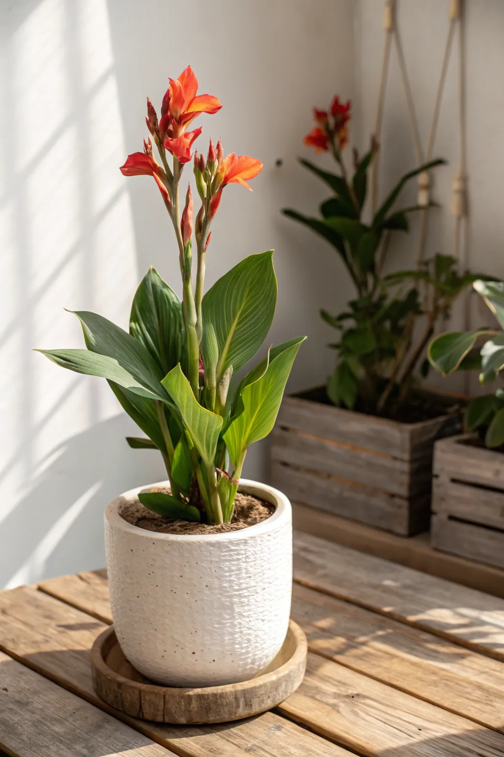 Elevate your garden with the bold beauty of canna lilies in Scandinavian-inspired pots.