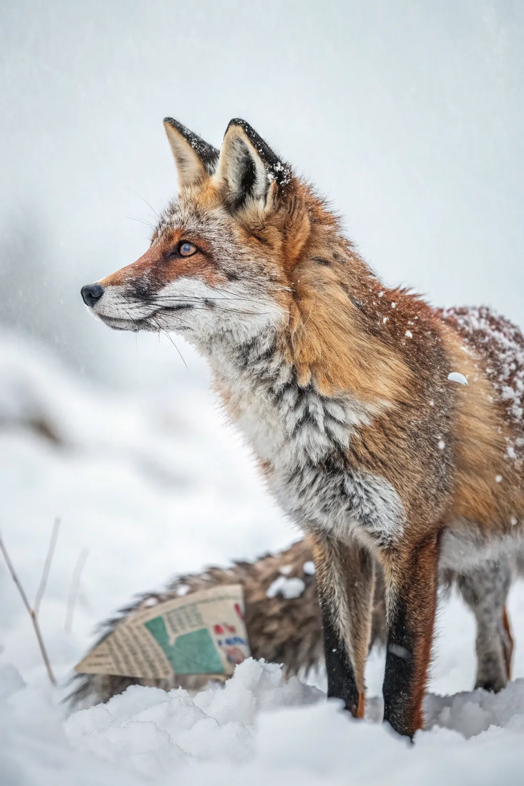 Discover the charming world of animal collage art, where textures and colors breathe life into minimalist elegance.