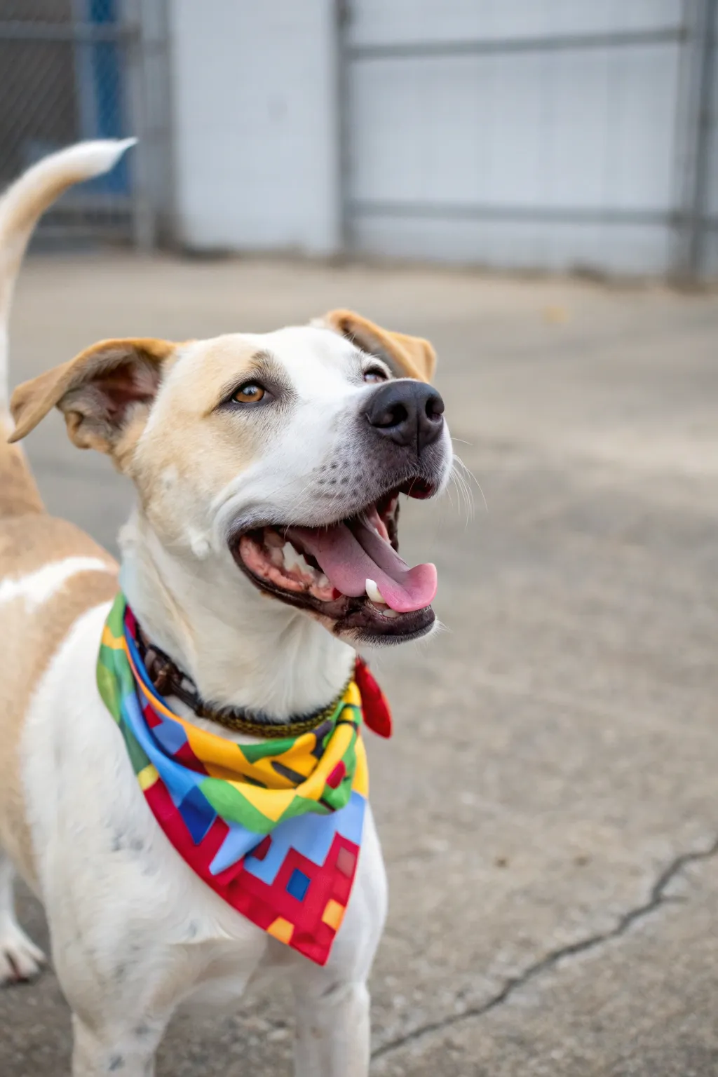 Give your pet a stylish look with a bandana collar.