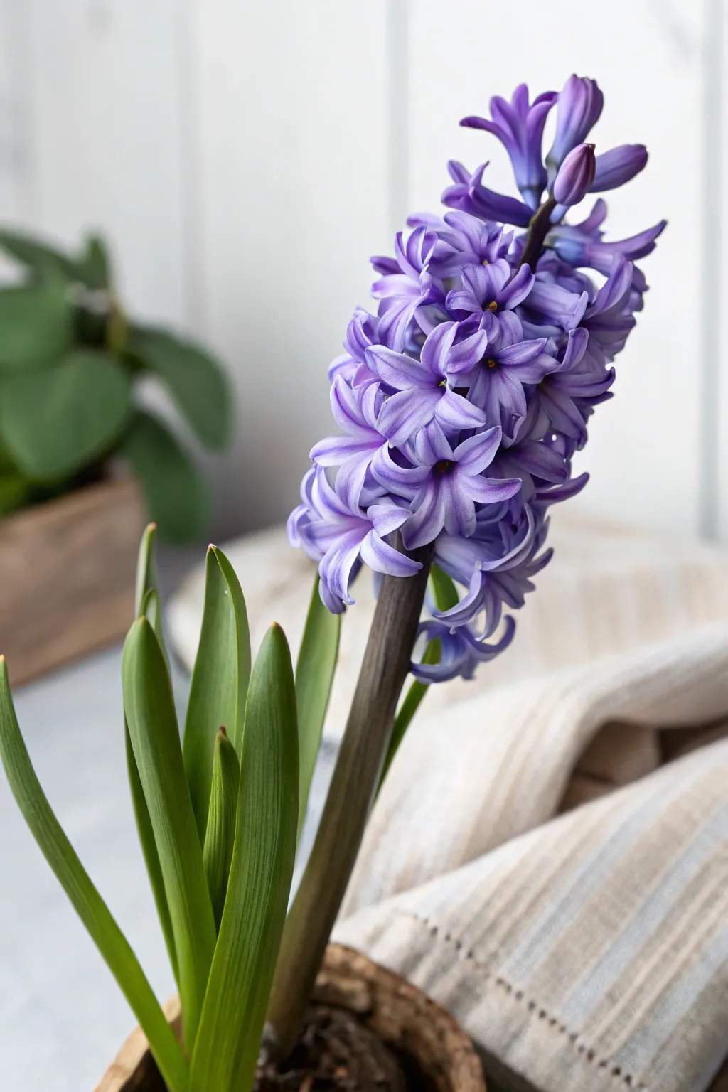 Embrace spring elegance with the fragrant beauty of hyacinths.