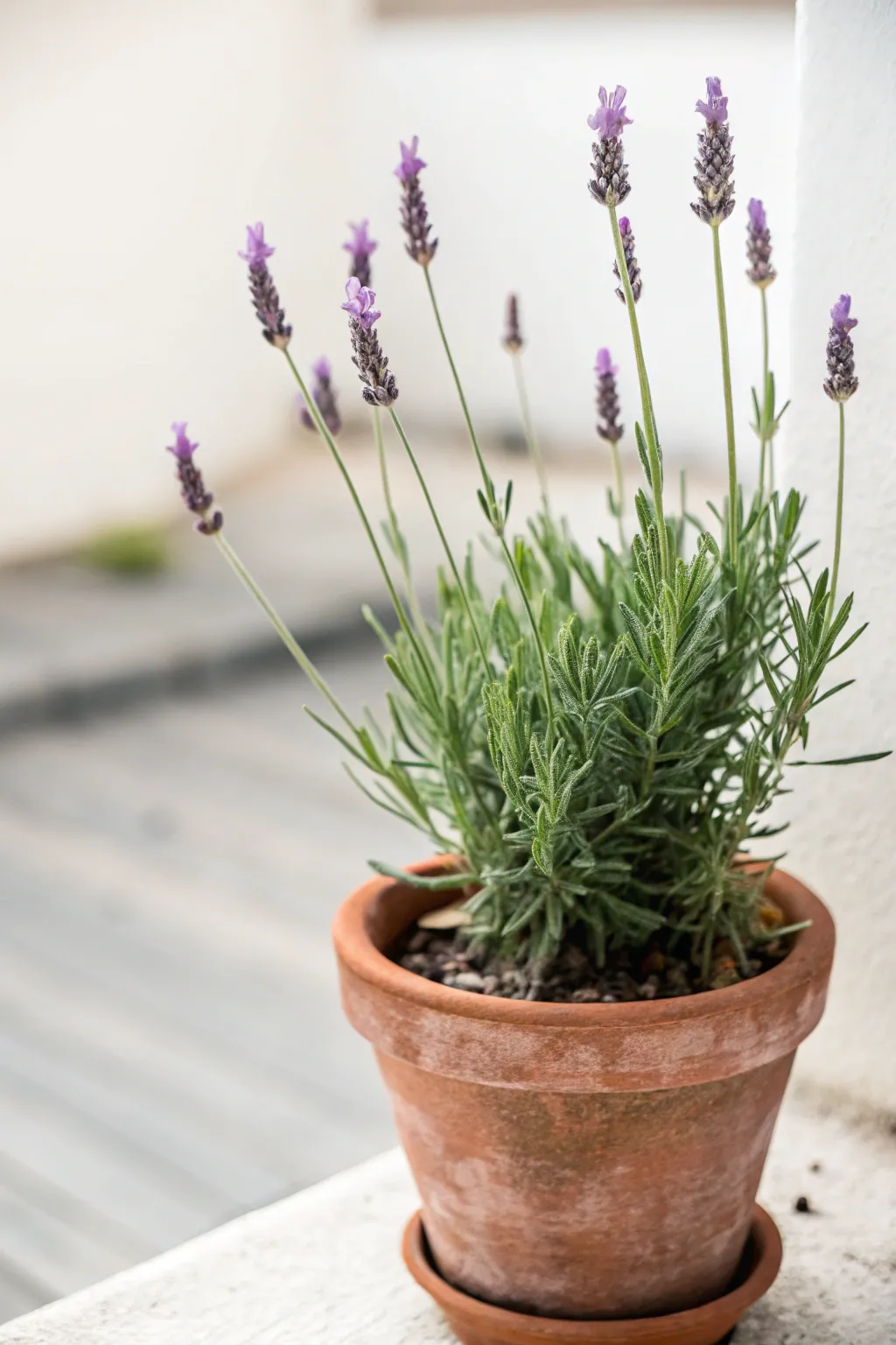 Serenity in Bloom: Embrace the calming charm of lavender in your garden.
