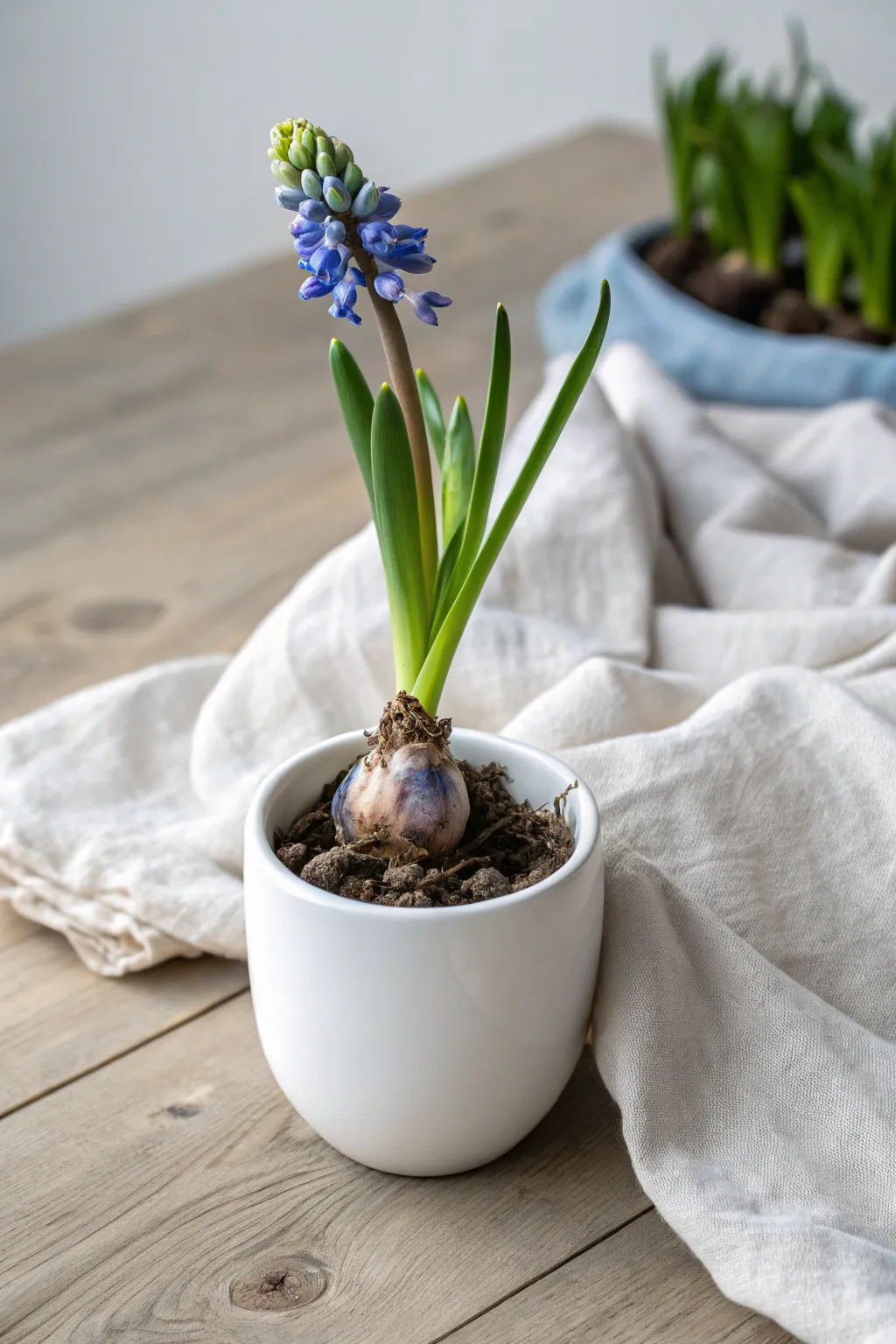 Discover the magic of grape hyacinths in your bulb lasagna - where simplicity meets striking beauty!