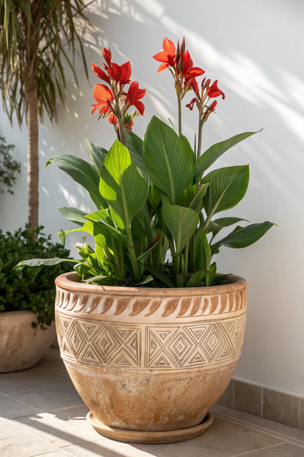 Elevate your garden with striking canna lilies in a beautifully crafted pot, blending simplicity with bold elegance.