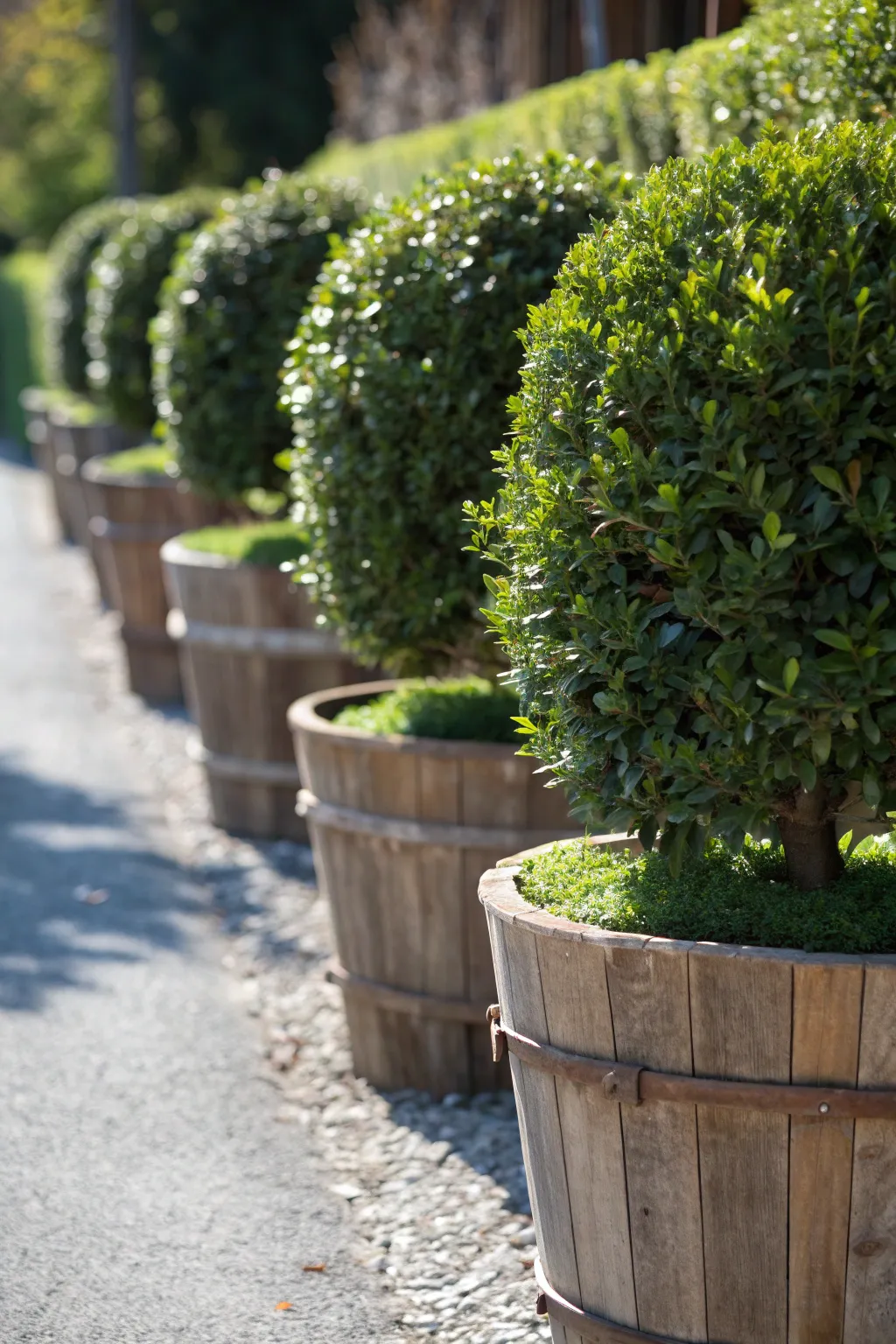 Craft your own serene escape with potted hedge barriers—where nature meets craftsmanship.
